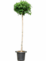 Ficus Microcarpa Nitida D 46 H 280 cm - PlantenShop24 - 15-05-2025