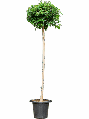 Ficus Microcarpa Nitida D 46 H 280 cm - PlantenShop24 - 15-05-2025