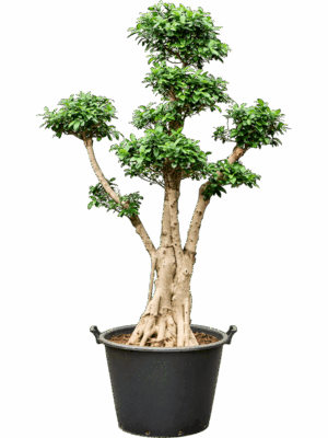 Ficus Microcarpa Nitida D 55 H 200 cm - PlantenShop24 - 18-07-2025