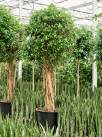 Ficus Microcarpa Nitida D 70 H 300 cm - PlantenShop24 - 15-04-2025