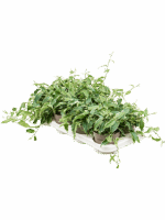 Ficus Radicans White D 12 H 20 cm - PlantenShop24 - 06-06-2025