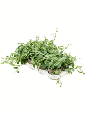 Ficus Radicans White D 12 H 20 cm - PlantenShop24 - 16-05-2025