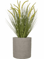 Grass Cattail In Rough D 40 H 109 cm - PlantenShop24 - 28-04-2025