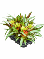 Guzmania Fancy D 13 H 40 cm - PlantenShop24 - 05-05-2025