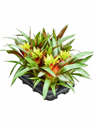 Guzmania Fancy D 13 H 40 cm - PlantenShop24 - 05-05-2025