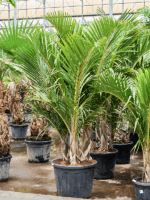 Hyophorbe Verschaffeltii D 60 H 275 cm - PlantenShop24 - 28-04-2025