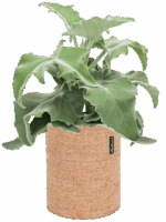 Kalanchoe Beharensis In Lechuza Trendcover Cork D 19 H 47 cm - PlantenShop24 - 22-04-2025