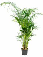 Kentia Howea Forsteriana D 32 H 240 cm - PlantenShop24 - 14-05-2025