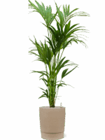 Kentia Howea Forsteriana In Chao D 24 H 152 cm - PlantenShop24 - 01-05-2025