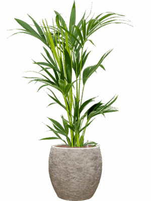 Kentia Howea Forsteriana In Coast Mountains D 18 H 111 cm - PlantenShop24 - 28-04-2025