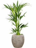 Kentia Howea Forsteriana In Coast Mountains D 18 H 111 cm - PlantenShop24 - 28-04-2025