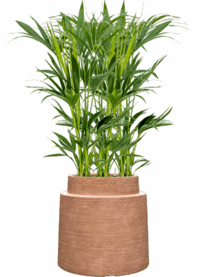 Kentia Howea Forsteriana In Colorado D 18 H 128 cm - PlantenShop24 - 28-04-2025