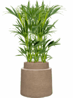 Kentia Howea Forsteriana In Colorado D 18 H 128 cm - PlantenShop24 - 28-04-2025