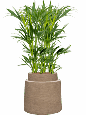 Kentia Howea Forsteriana In Colorado D 18 H 128 cm - PlantenShop24 - 28-04-2025