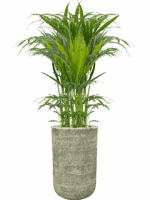Kentia Howea Forsteriana In Mont Blanc D 18 H 159 cm - PlantenShop24 - 28-04-2025