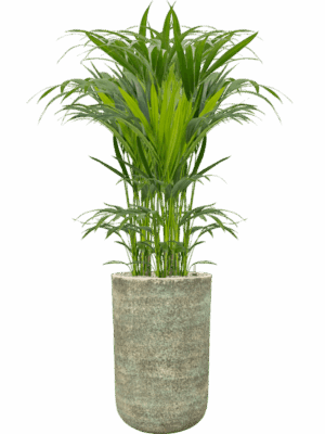 Kentia Howea Forsteriana In Mont Blanc D 18 H 159 cm - PlantenShop24 - 28-04-2025