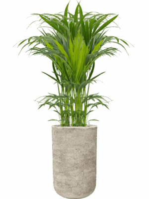 Kentia Howea Forsteriana In Mont Blanc D 18 H 160 cm - PlantenShop24 - 28-04-2025