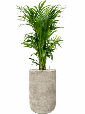 Kentia Howea Forsteriana In Mont Blanc D 27 H 151 cm - PlantenShop24 - 28-04-2025
