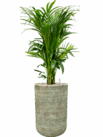 Kentia Howea Forsteriana In Mont Blanc D 27 H 151 cm - PlantenShop24 - 28-04-2025