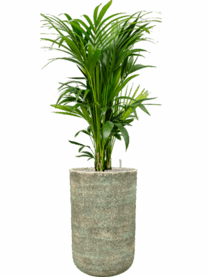 Kentia Howea Forsteriana In Mont Blanc D 27 H 151 cm - PlantenShop24 - 28-04-2025