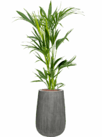 Kentia Howea Forsteriana In Ridged Vertically D 18 H 124 cm - PlantenShop24 - 25-04-2025