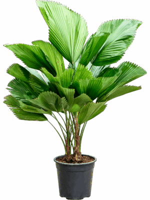 Licuala Grandis D 27 H 130 cm - PlantenShop24 - 08-07-2025
