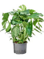 Monstera Deliciosa D 25 H 80 cm - PlantenShop24 - 29-04-2025
