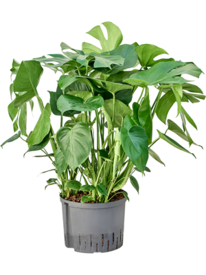 Monstera Deliciosa D 25 H 80 cm - PlantenShop24 - 29-04-2025