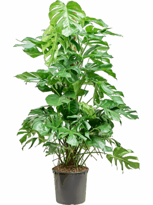 Monstera Deliciosa D 32 H 160 cm - PlantenShop24 - 24-06-2025