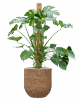 Monstera Deliciosa In Baq Naturescast D 30 H 155 cm - PlantenShop24 - 25-04-2025