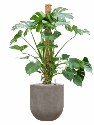 Monstera Deliciosa In Baq Nucast D 30 H 155 cm - PlantenShop24 - 25-04-2025