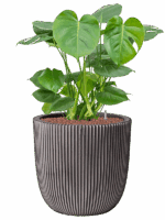 Monstera Deliciosa In Capi Nature Groove NL D 22 H 75 cm - PlantenShop24 - 28-04-2025