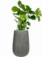 Monstera Deliciosa In Ridged Vertically D 21 H 91 cm - PlantenShop24 - 25-04-2025
