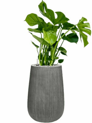 Monstera Deliciosa In Ridged Vertically D 21 H 91 cm - PlantenShop24 - 25-04-2025