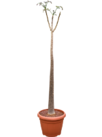 Moringa Oleifera D 35 H 185 cm - PlantenShop24 - 31-03-2025