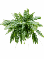 Nephrolepis Biserrata Macho D 20 H 50 cm - PlantenShop24 - 01-05-2025
