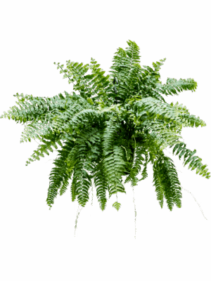 Nephrolepis Biserrata Macho D 20 H 50 cm - PlantenShop24 - 01-05-2025