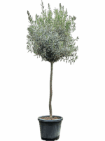 Olea Europaea D 40 H 180 cm - PlantenShop24 - 13-05-2025