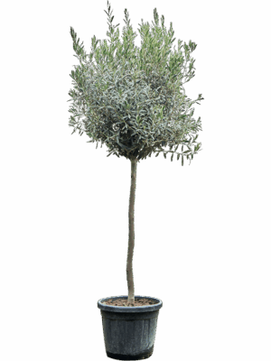 Olea Europaea D 40 H 180 cm - PlantenShop24 - 12-05-2025