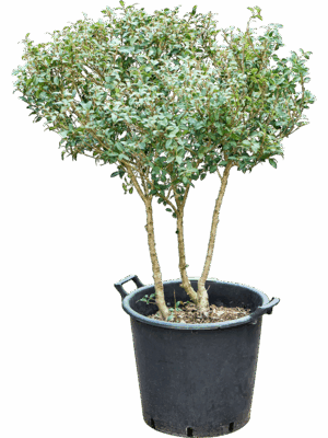 Osmanthus X Burkwoodii D 45 H 130 cm - PlantenShop24 - 21-04-2025