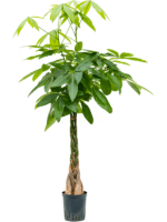 Pachira Aquatica D 18 H 140 cm - PlantenShop24 - 07-04-2025