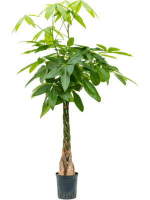 Pachira Aquatica D 18 H 140 cm - PlantenShop24 - 07-04-2025