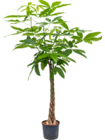 Pachira Aquatica D 22 H 150 cm - PlantenShop24 - 07-04-2025