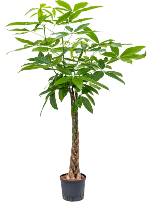 Pachira Aquatica D 22 H 150 cm - PlantenShop24 - 07-04-2025
