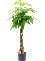Pachira Aquatica D 25 H 150 cm - PlantenShop24 - 07-04-2025