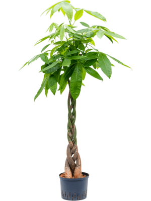 Pachira Aquatica D 25 H 150 cm - PlantenShop24 - 07-04-2025
