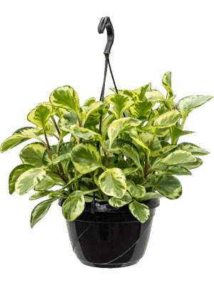 Peperomia Obtusifolia Golden Gate D 20 H 50 cm - PlantenShop24 - 16-06-2025