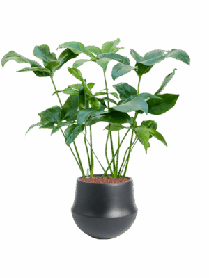 Philodendron Green Wonder In Fusion D 22 H 96 cm - PlantenShop24 - 28-04-2025