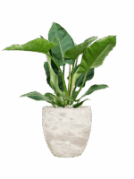 Philodendron Imperial Green In Baq Algar D 24 H 89 cm - PlantenShop24 - 23-04-2025