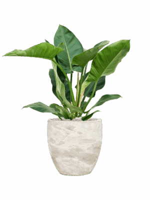 Philodendron Imperial Green In Baq Algar D 24 H 89 cm - PlantenShop24 - 23-04-2025